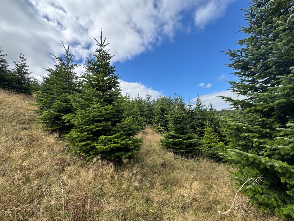 Lot: 23 - FREEHOLD SITE EXTENDING TO ALMOST EIGHT ACRES - General view of the plantation 4